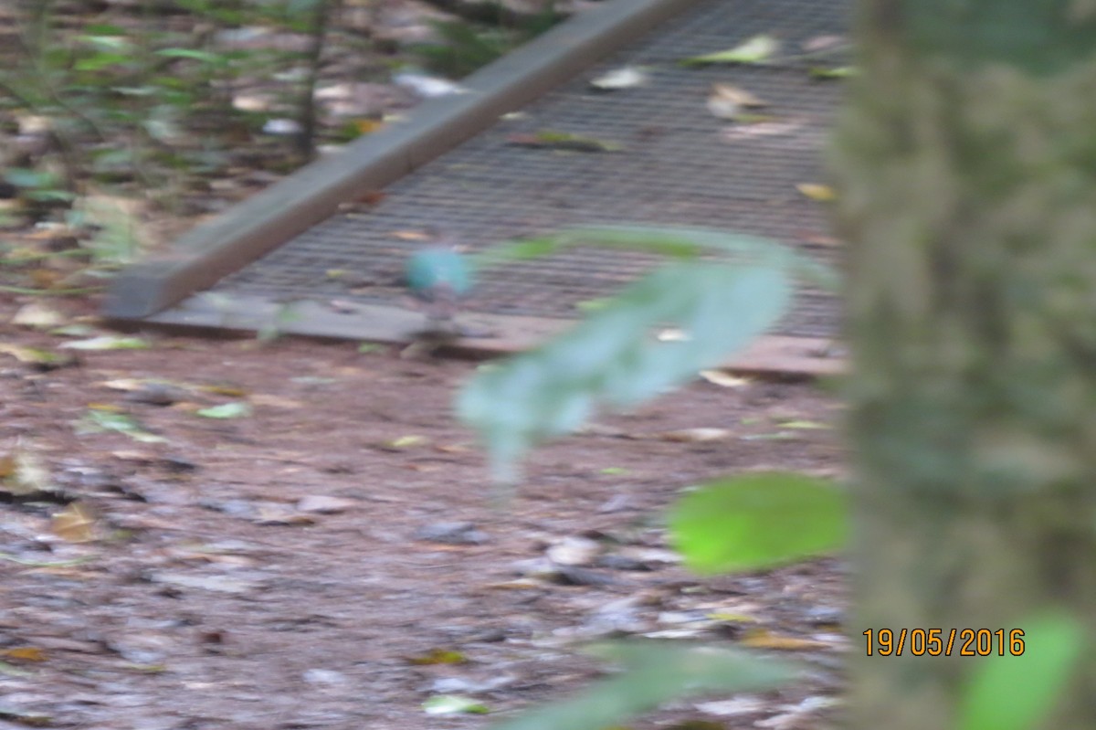 holub hnědohlavý - ML617459378