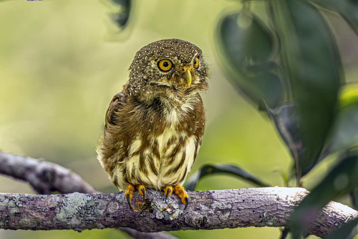 Amazonian Pygmy-Owl - ML617459397