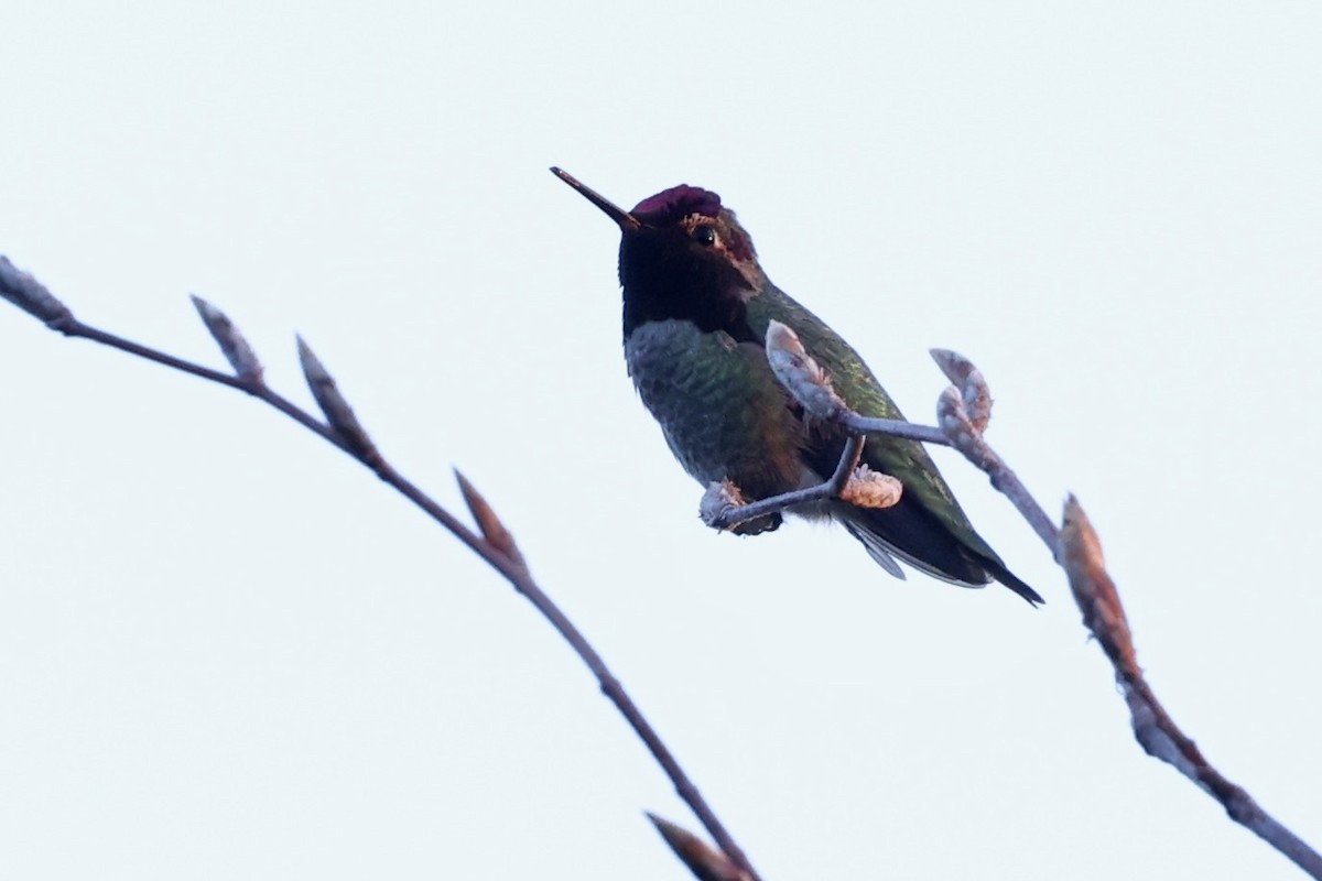Anna's Hummingbird - Jim Parrish