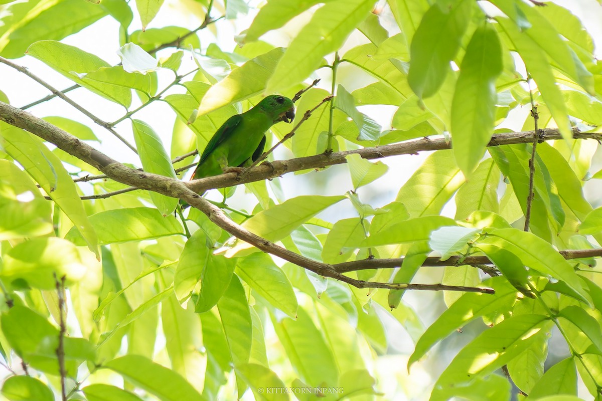 Blue-crowned Hanging-Parrot - ML617459426