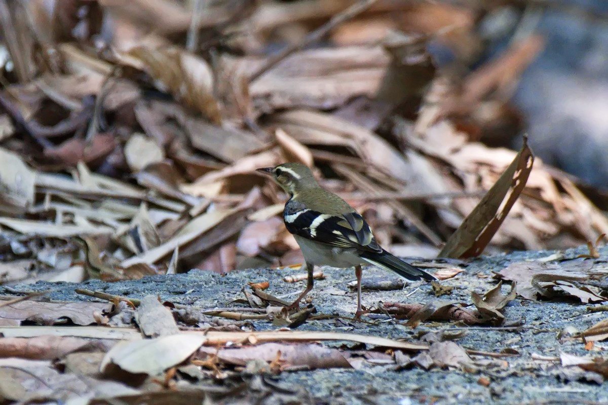 Forest Wagtail - ML617459454