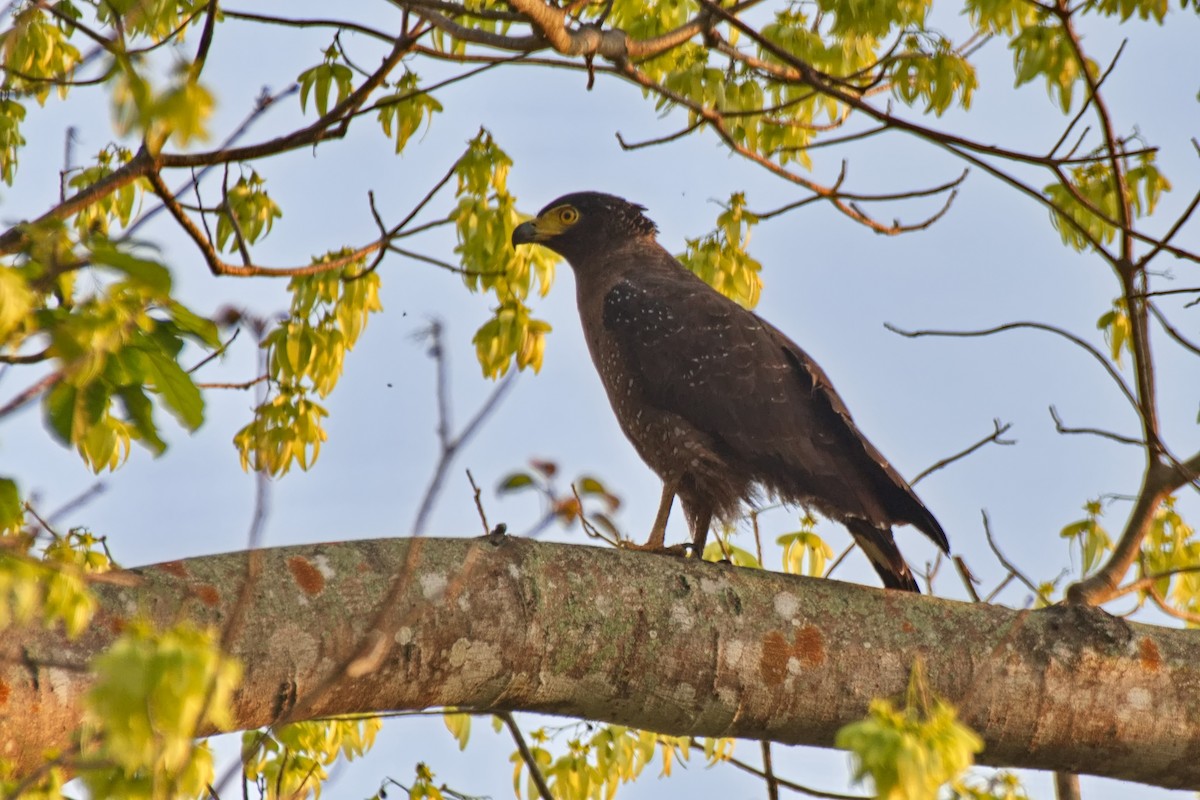 Crested Serpent-Eagle - ML617459468