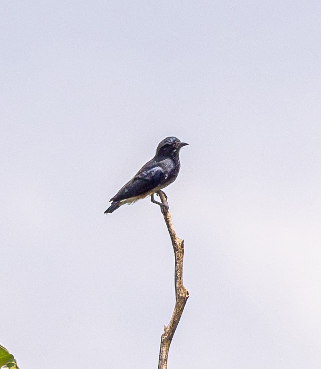 Swallow-winged Puffbird - Jose Juan Pamplona