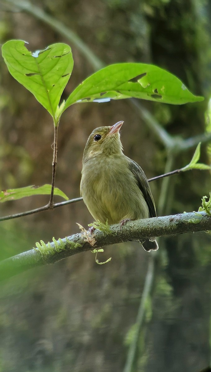 Red-capped Manakin - ML617459504