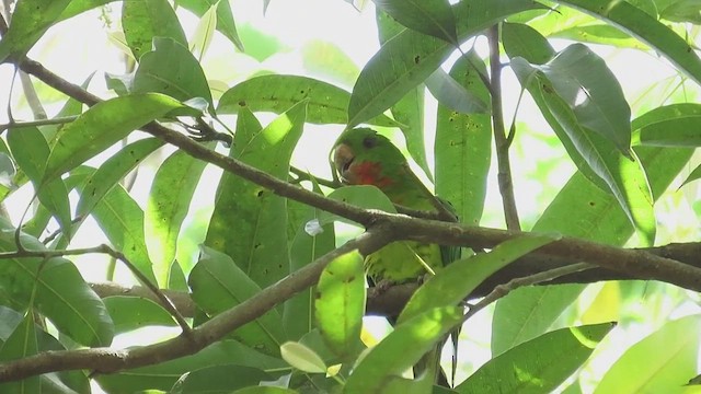 Meksika Yeşil Papağanı (rubritorquis) - ML617459621