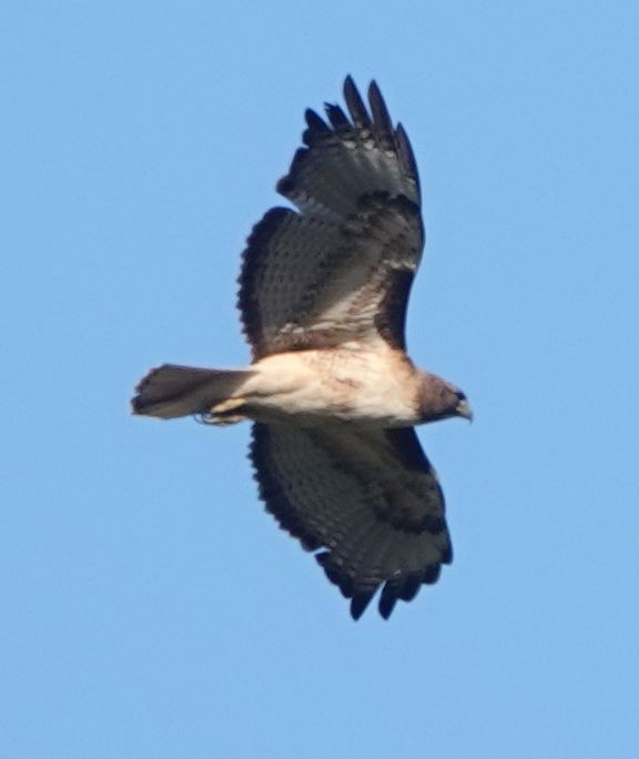 Red-tailed Hawk (calurus/alascensis) - ML617459715