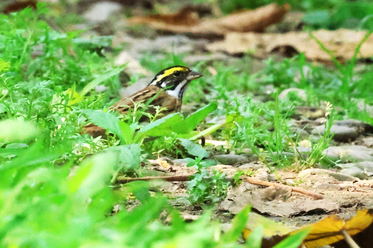 Yellow-browed Bunting - ML617459726