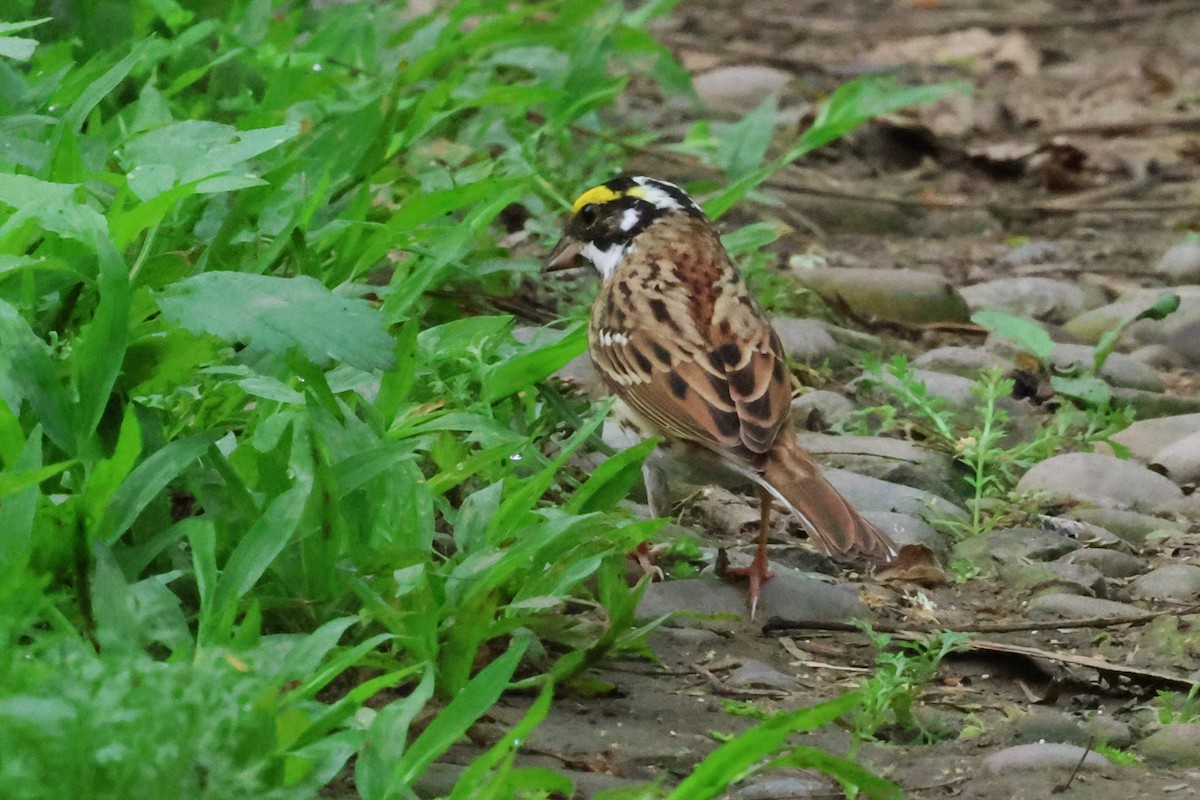 Yellow-browed Bunting - ML617459728