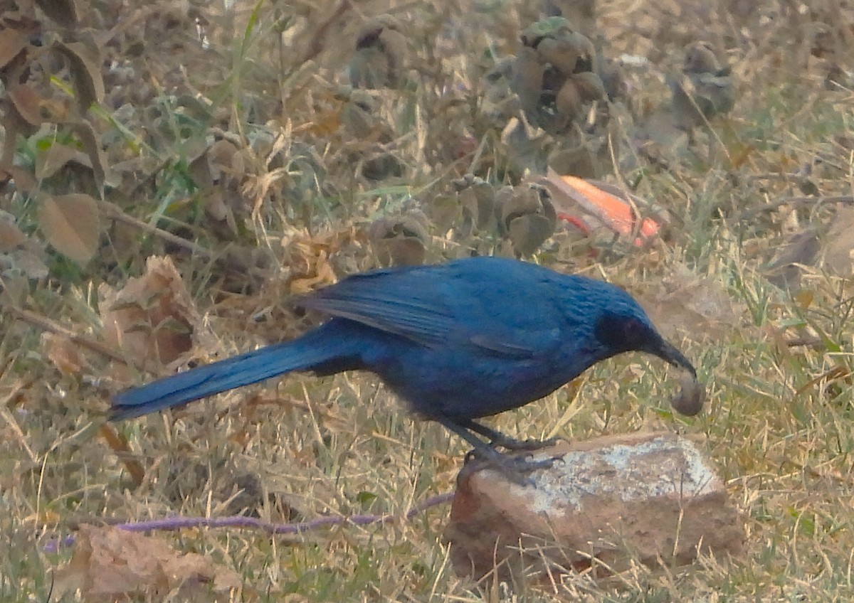Blue Mockingbird - ML617459769