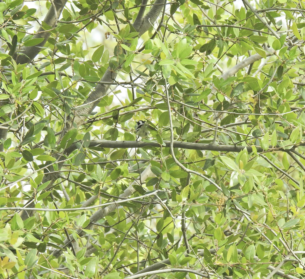 Black-throated Gray Warbler - ML617459775