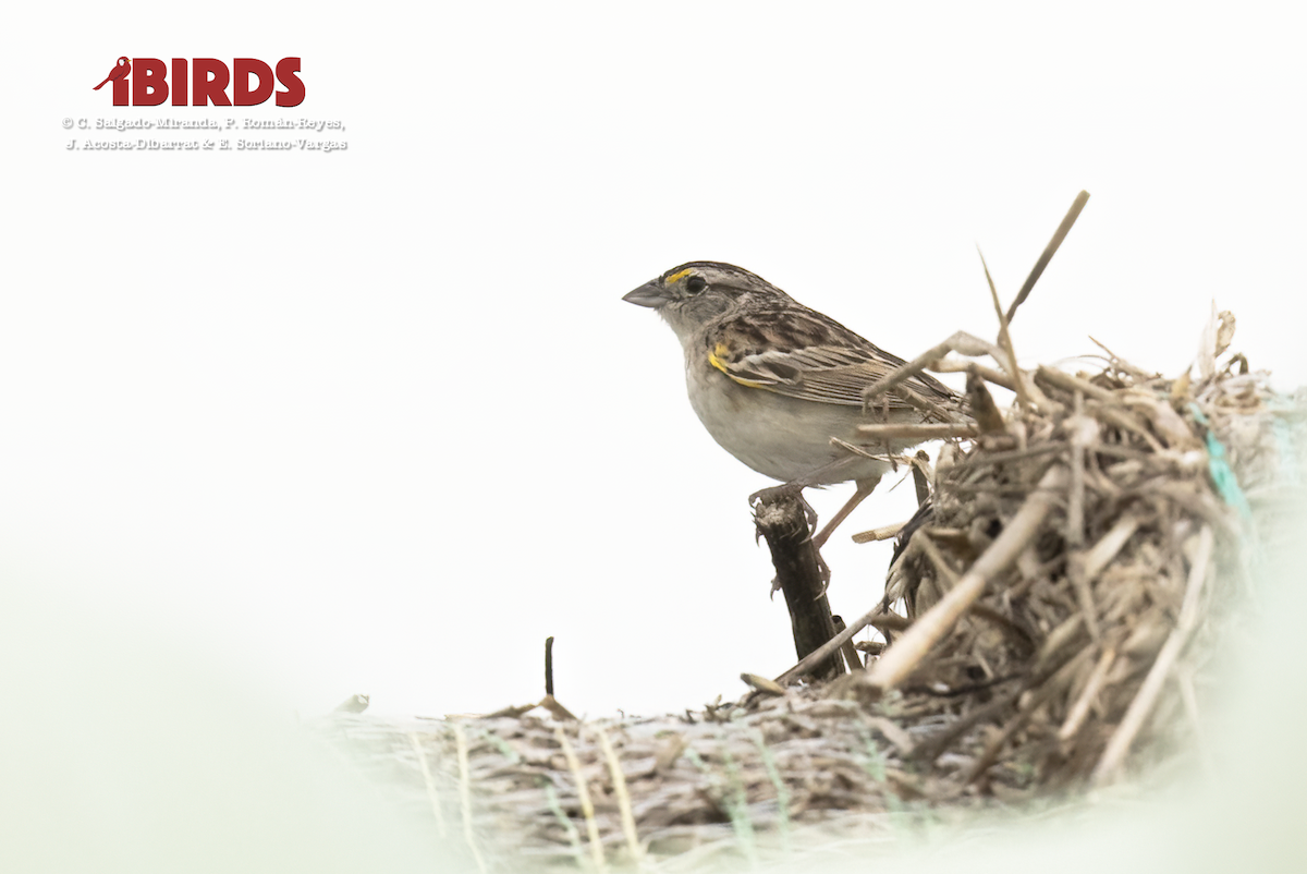 Grassland Sparrow - C. Salgado-Miranda & E. Soriano-Vargas