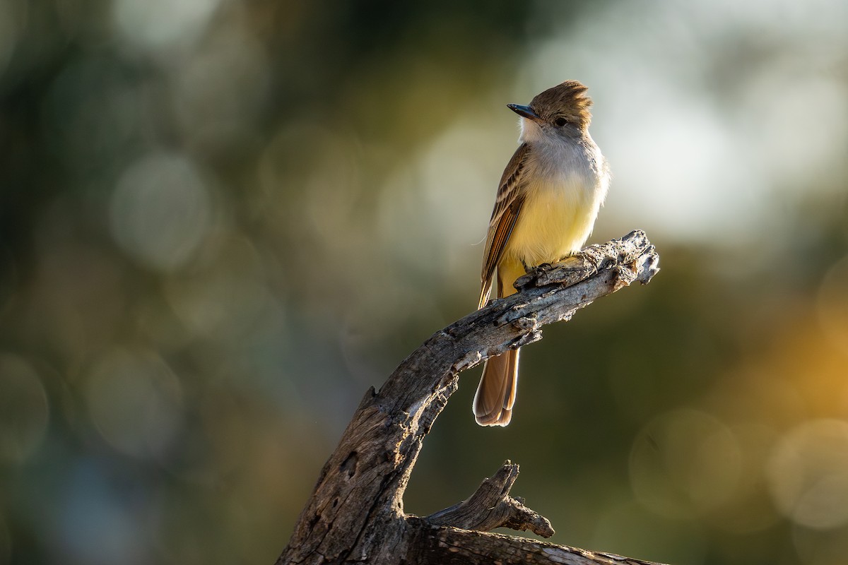 Ash-throated Flycatcher - TJ Hastings