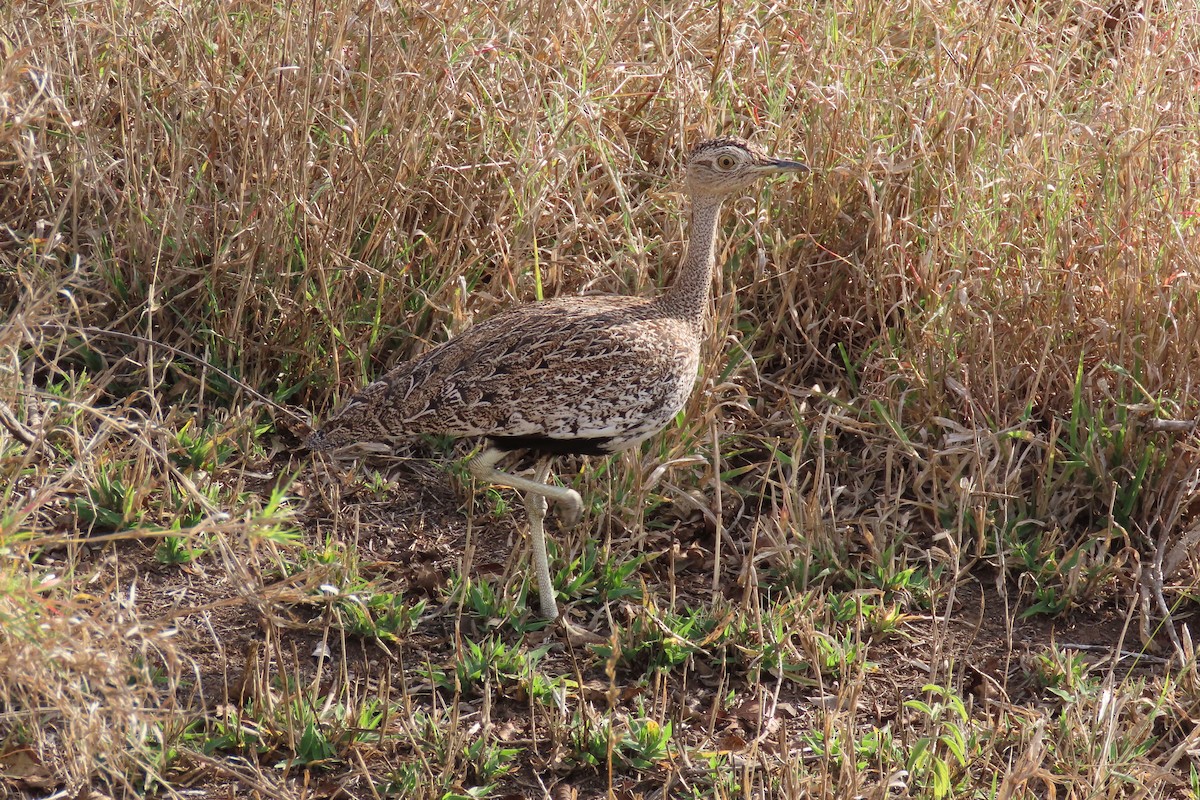 Red-crested Bustard - ML617460084