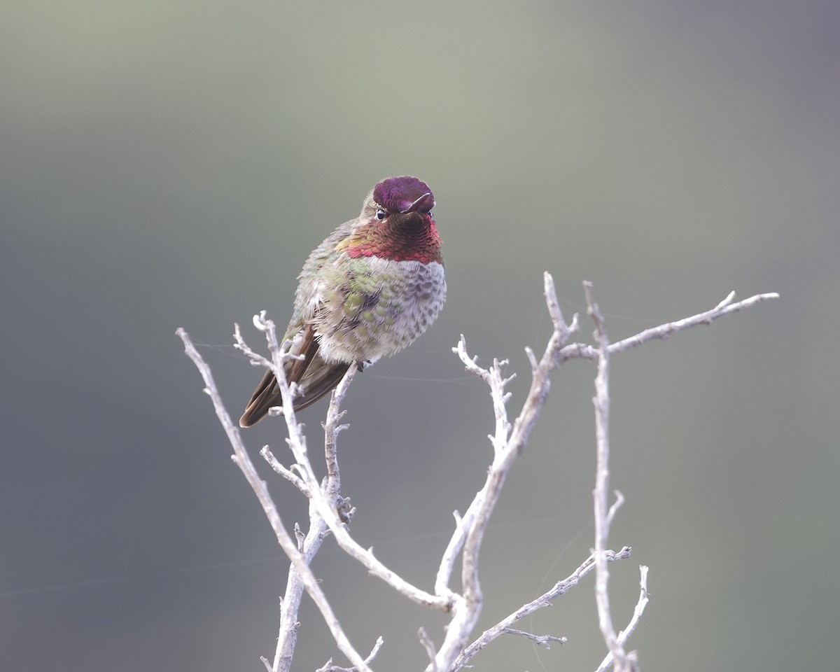 Anna's Hummingbird - ML617460138