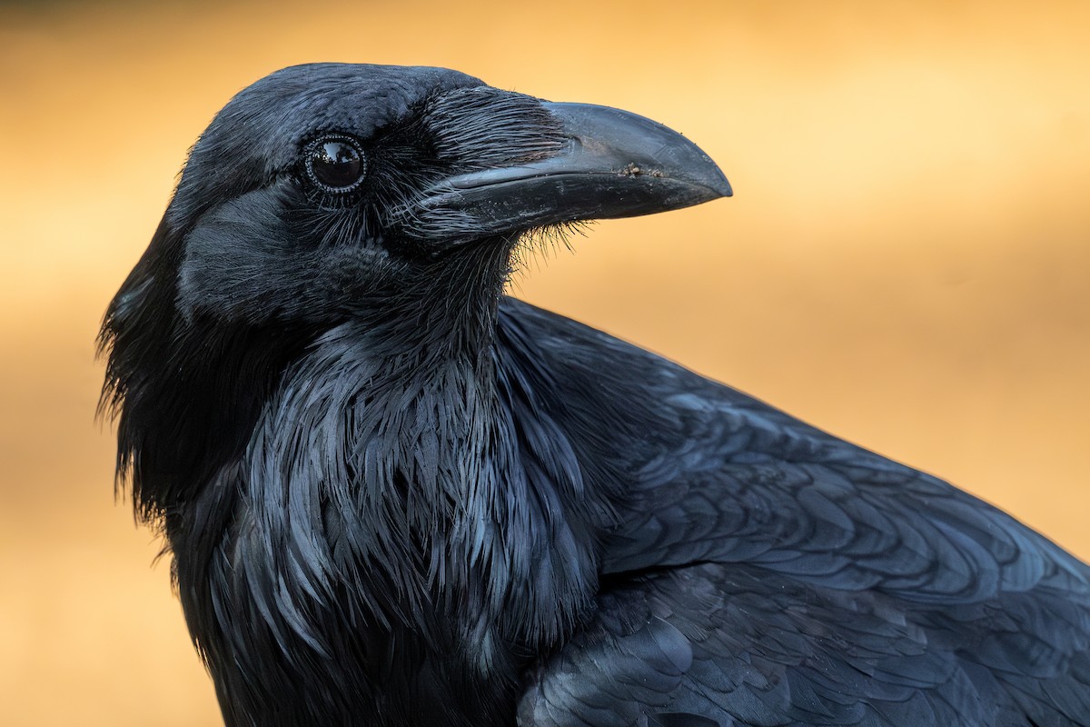 Common Raven - TJ Hastings