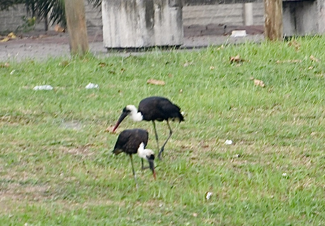 African Woolly-necked Stork - ML617460282