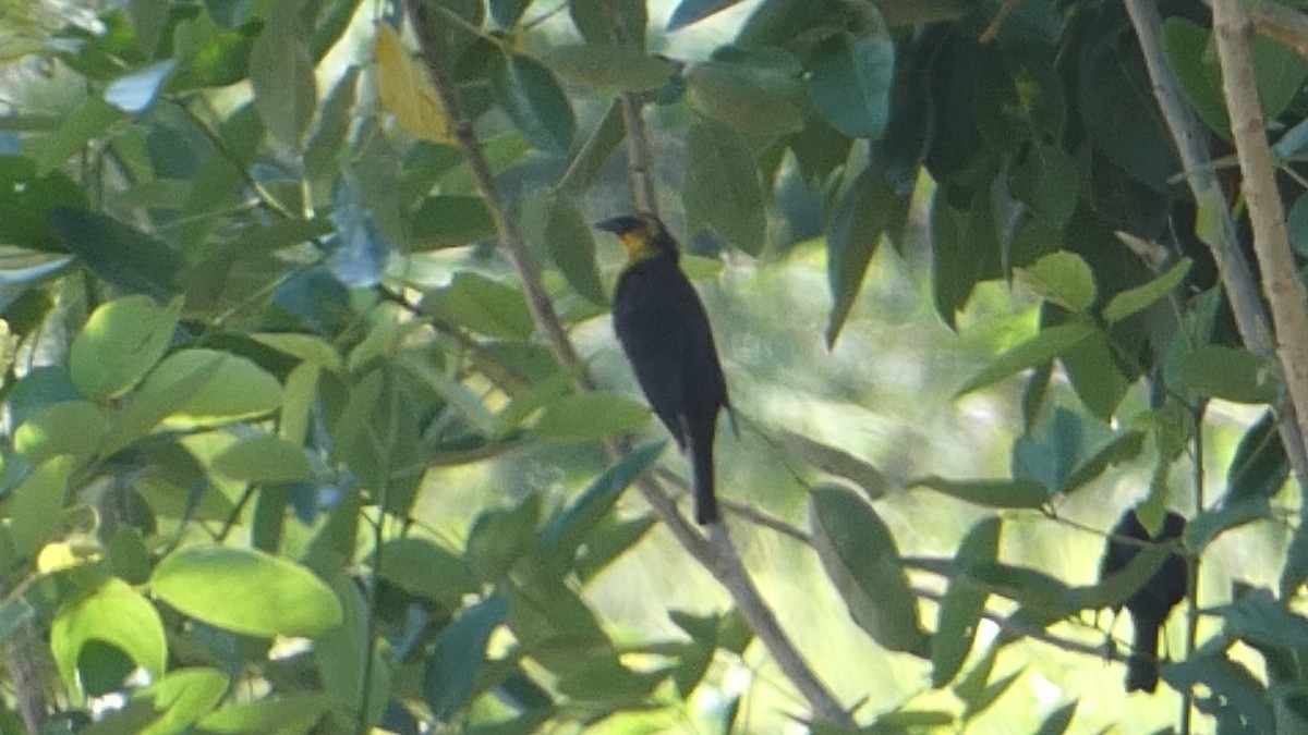 Yellow-headed Blackbird - ML617460318