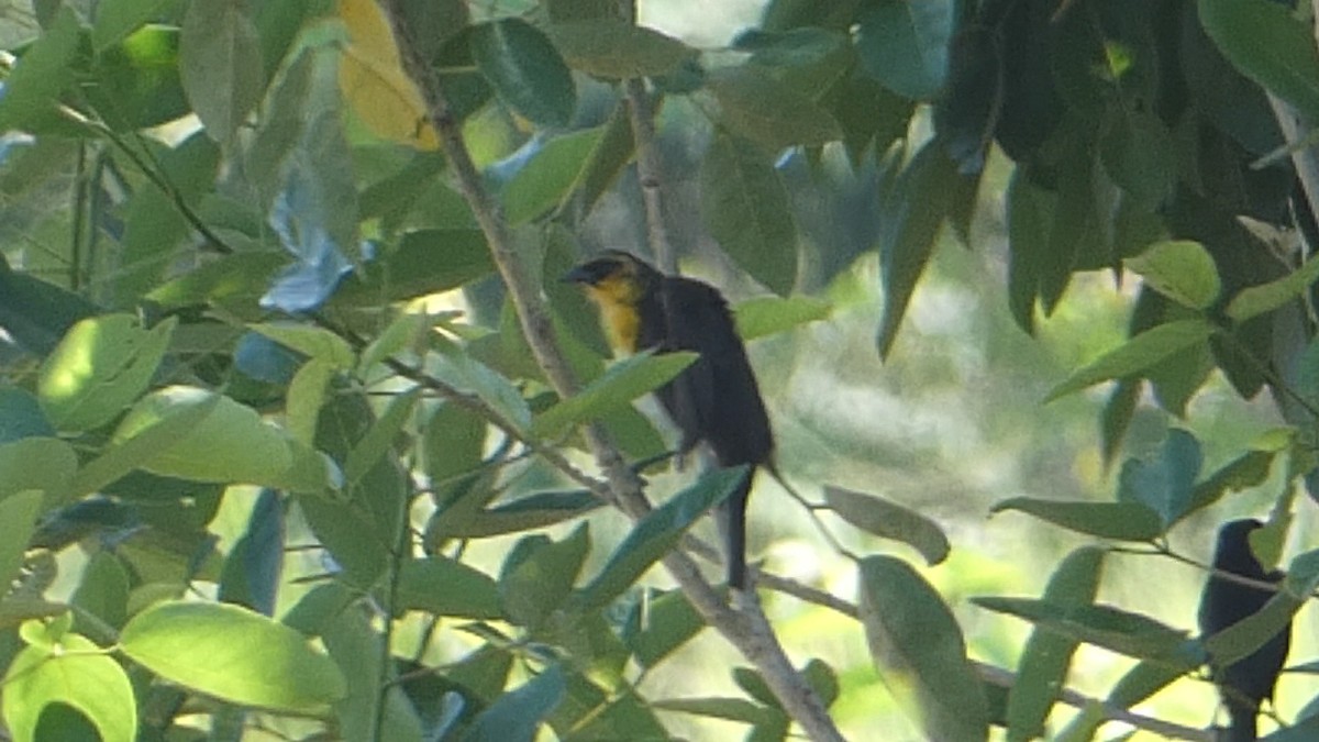 Yellow-headed Blackbird - ML617460324