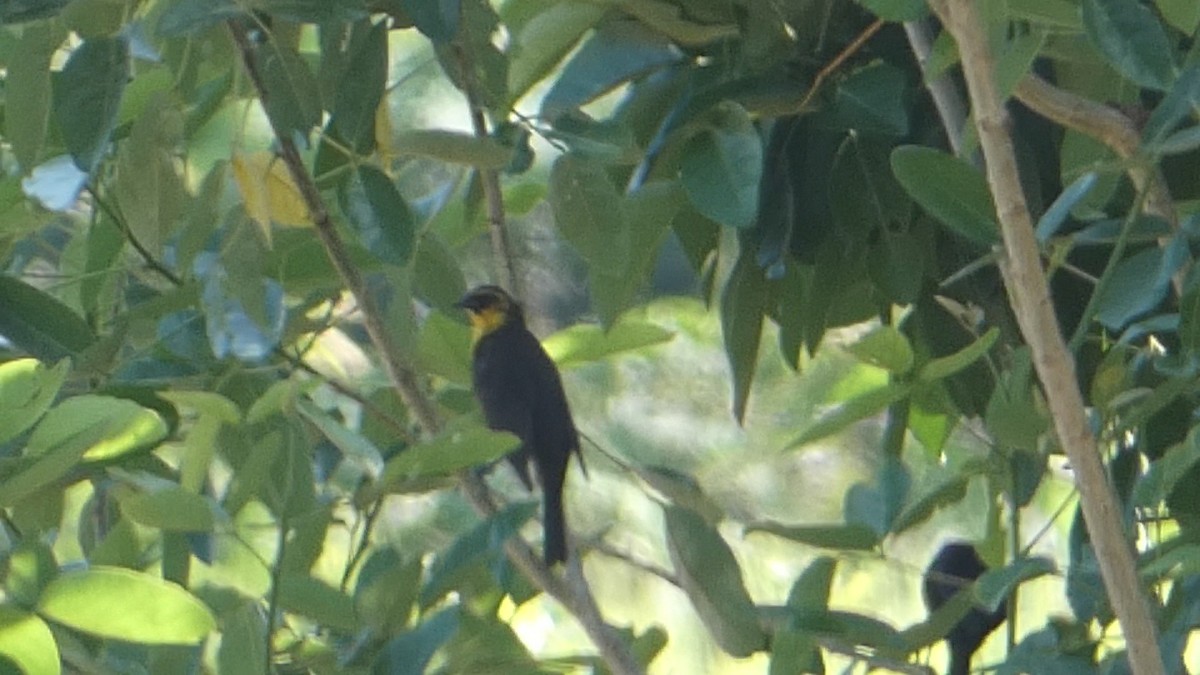 Yellow-headed Blackbird - ML617460326