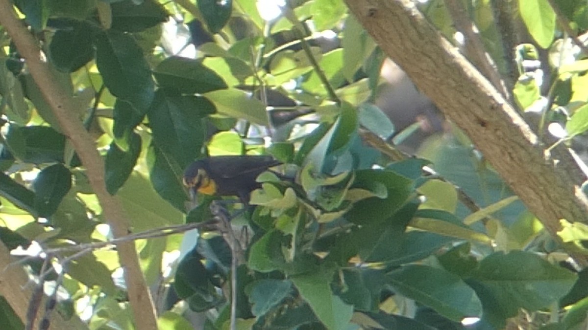 Yellow-headed Blackbird - ML617460329