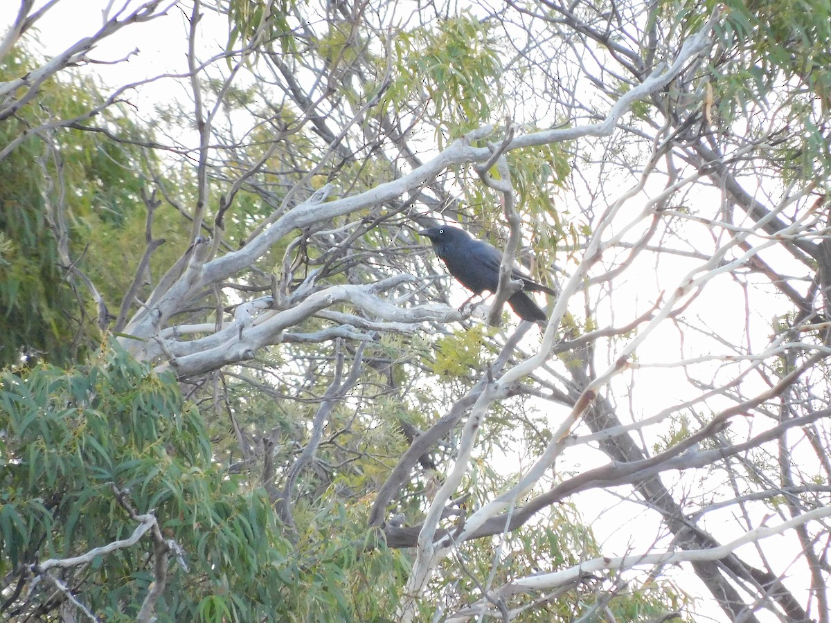 Corbeau de Tasmanie - ML617460364