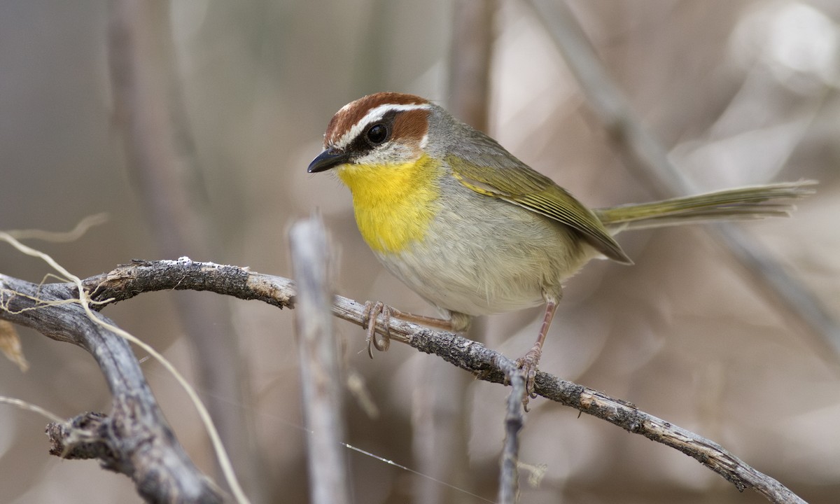 Rufous-capped Warbler - ML617460503