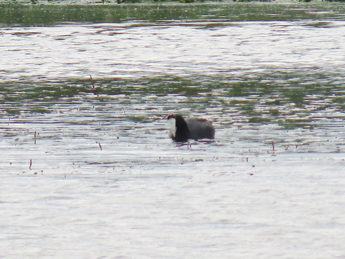 Red-knobbed Coot - ML617460542
