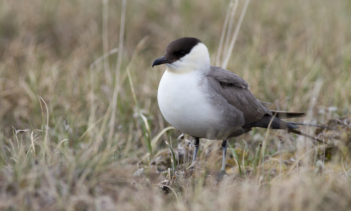 Long-tailed Jaeger - ML617460598