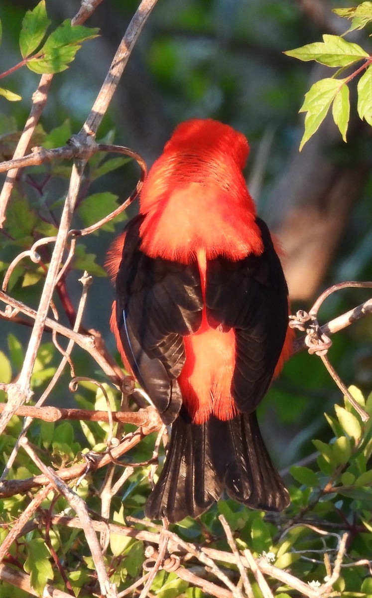 Scarlet Tanager - ML617460651