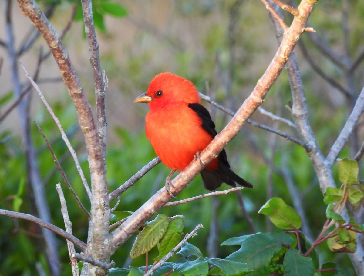 Scarlet Tanager - ML617460654