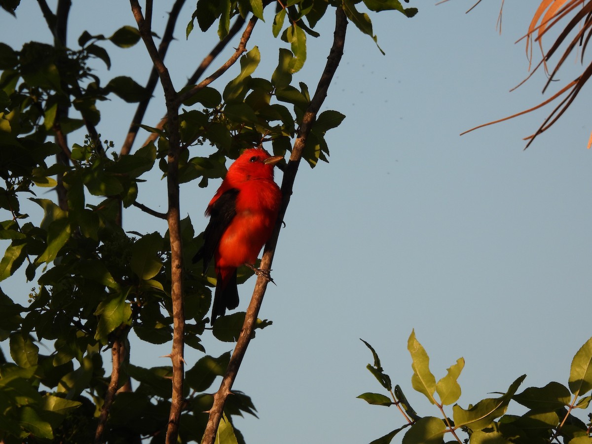 Scarlet Tanager - ML617460656