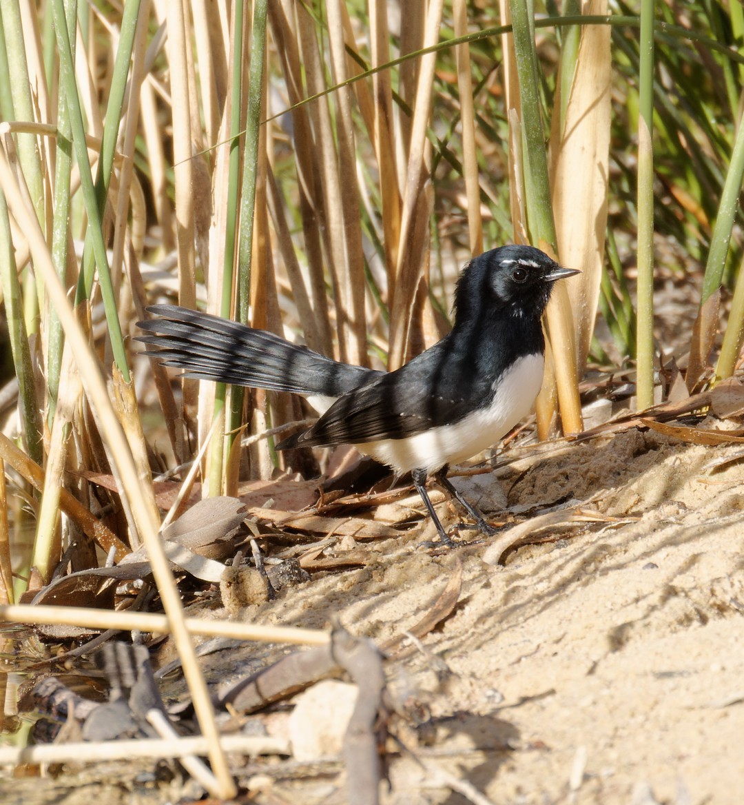 Willie-wagtail - ML617460711