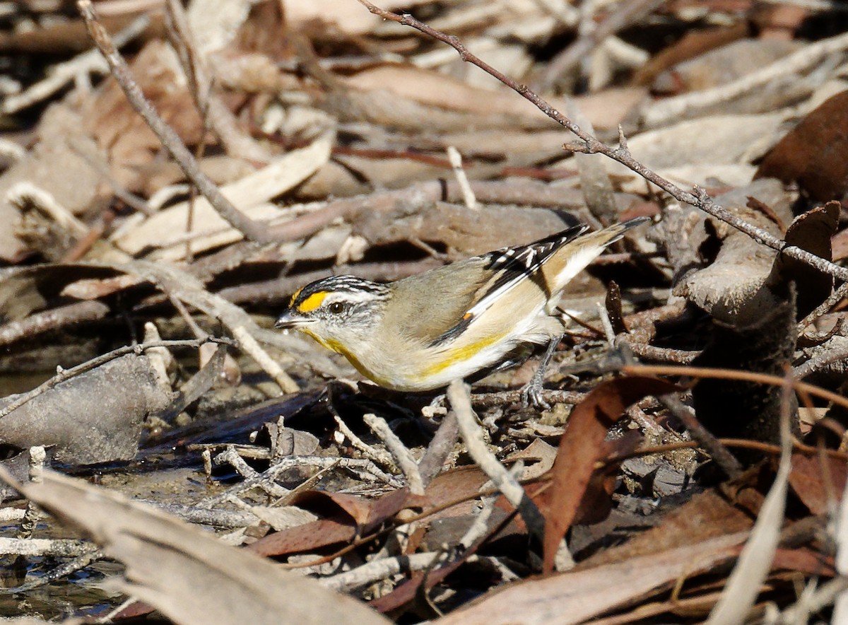 Striated Pardalote - Peter Bennet