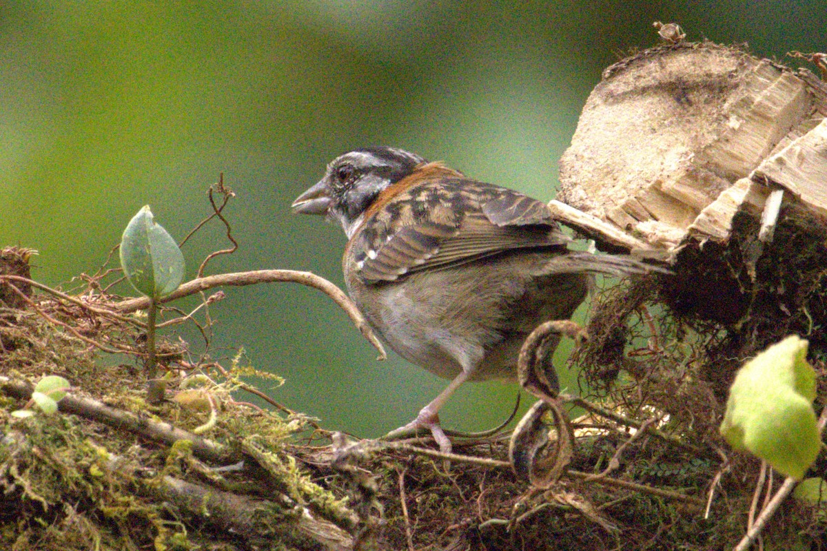 Rufous-collared Sparrow - ML617460749