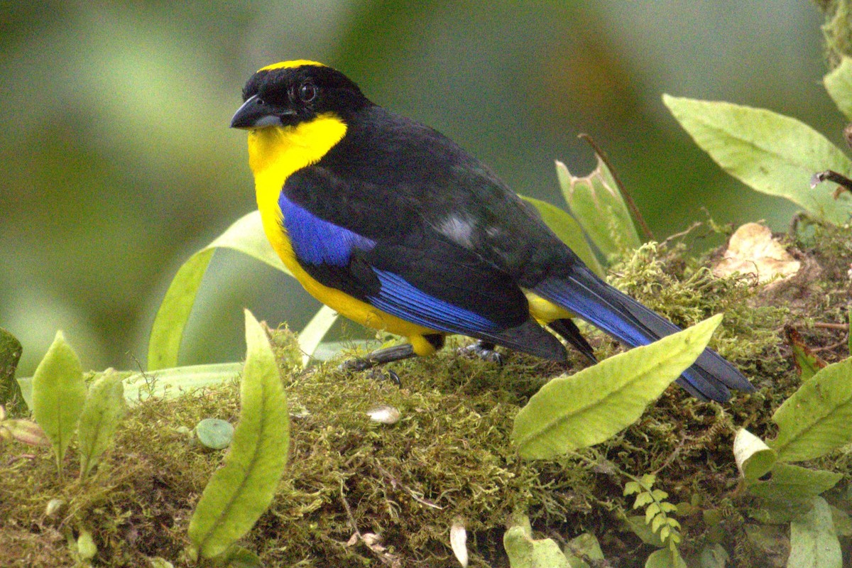 Blue-winged Mountain Tanager - Claire Christensen