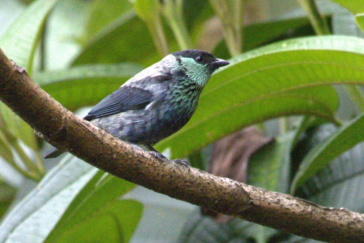 Black-capped Tanager - ML617460770