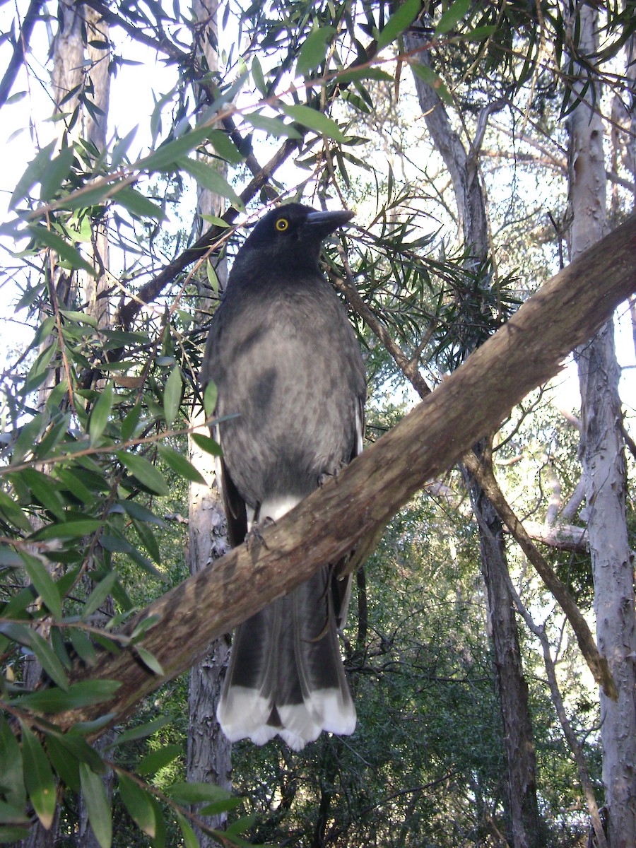 Pied Currawong - ML617460772