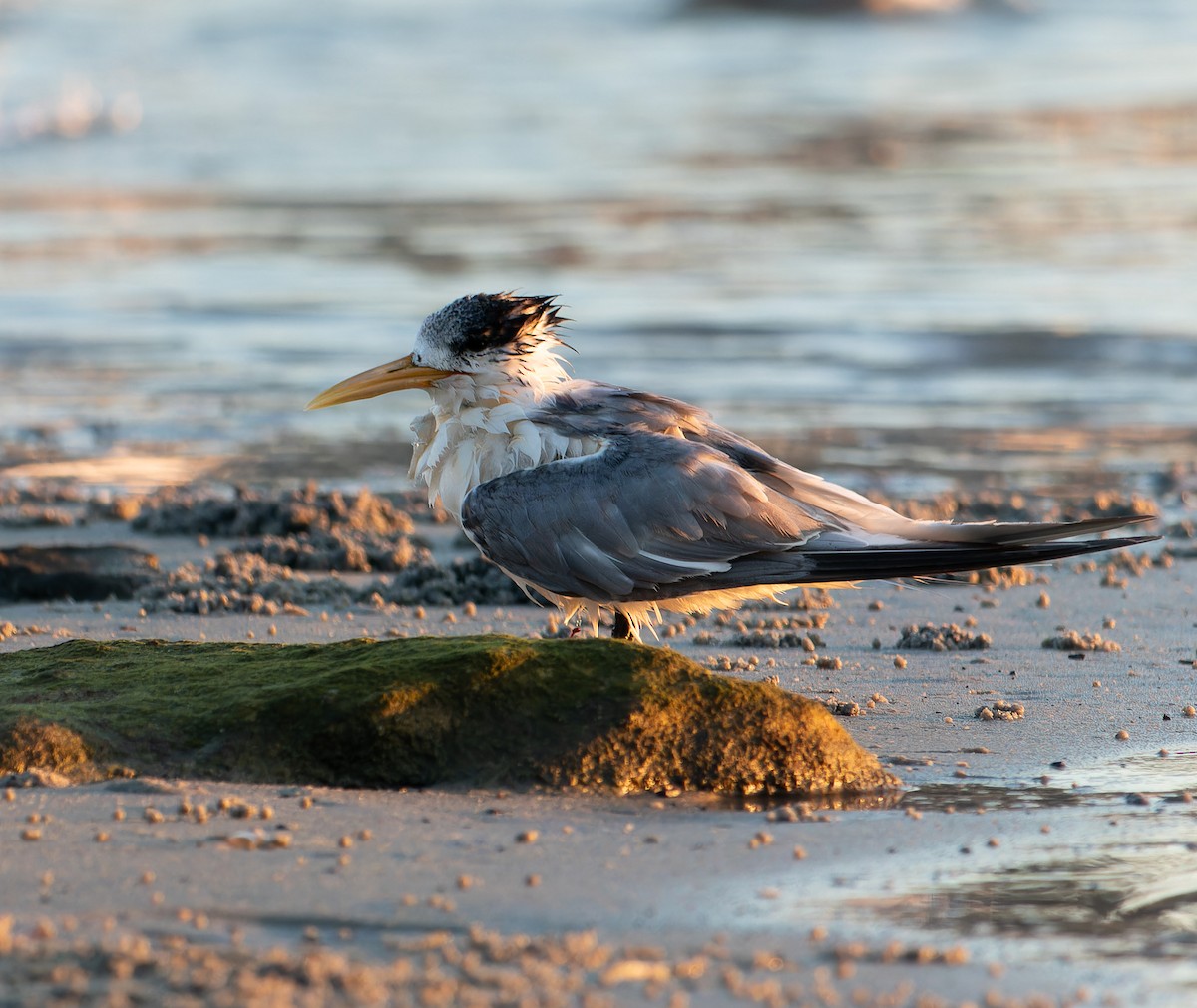 Great Crested Tern - ML617460834
