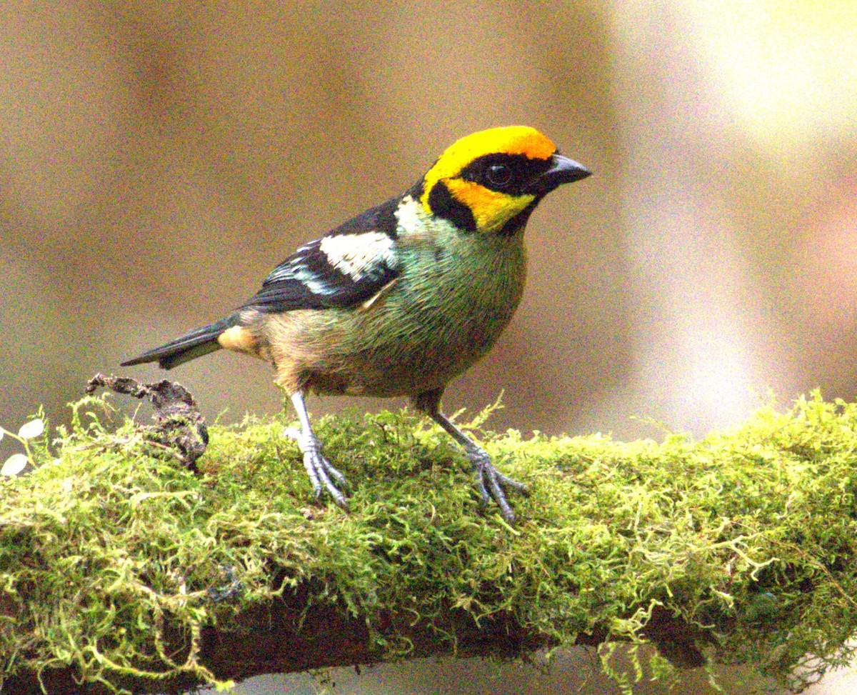 Flame-faced Tanager - ML617460842