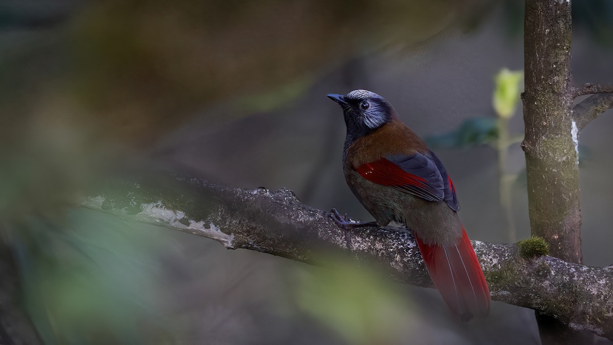 Red-winged Laughingthrush - chuan fu