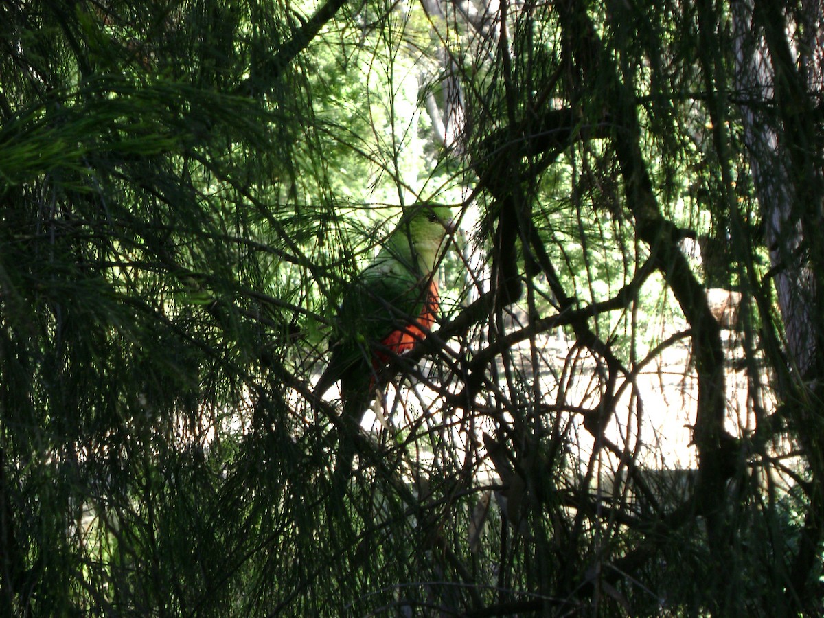 Avustralya Kral Papağanı - ML617460897