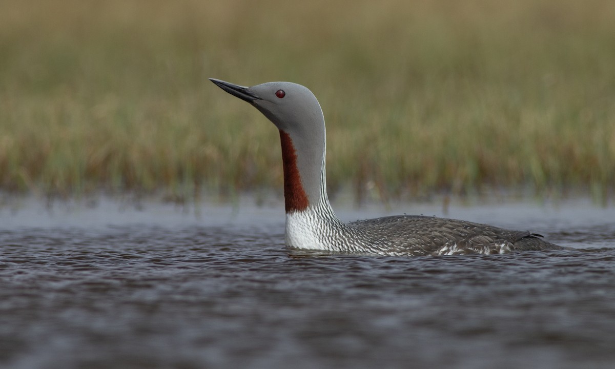 Red-throated Loon - ML617460928