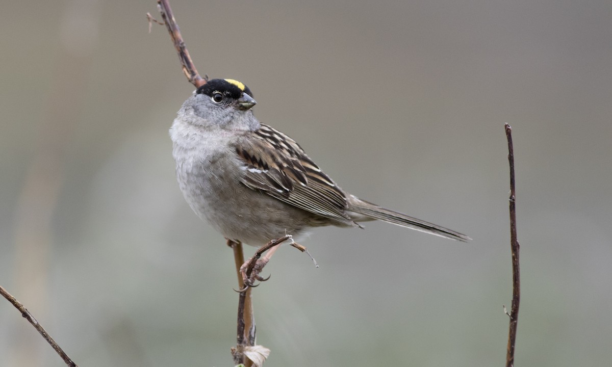 Golden-crowned Sparrow - ML617461030