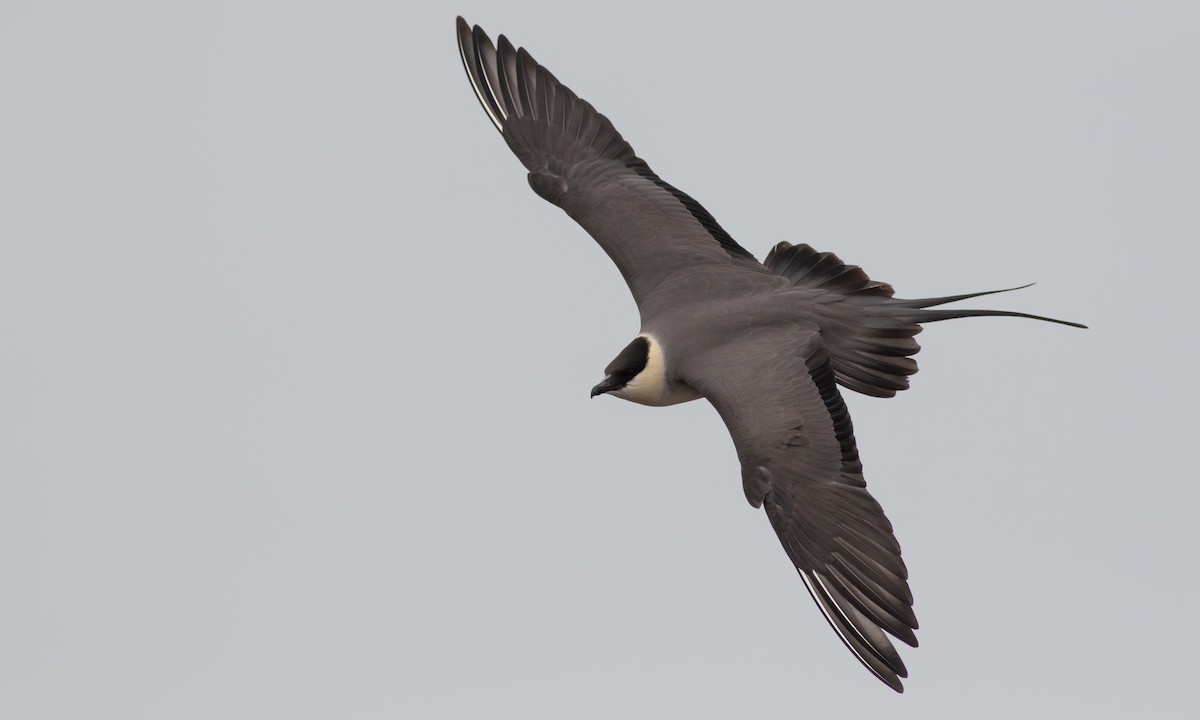 Long-tailed Jaeger - ML617461127