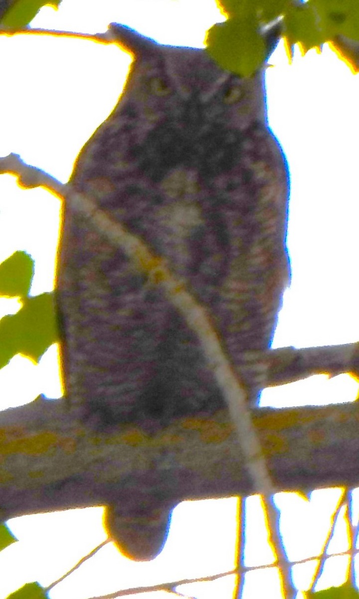 Great Horned Owl - ML617461129