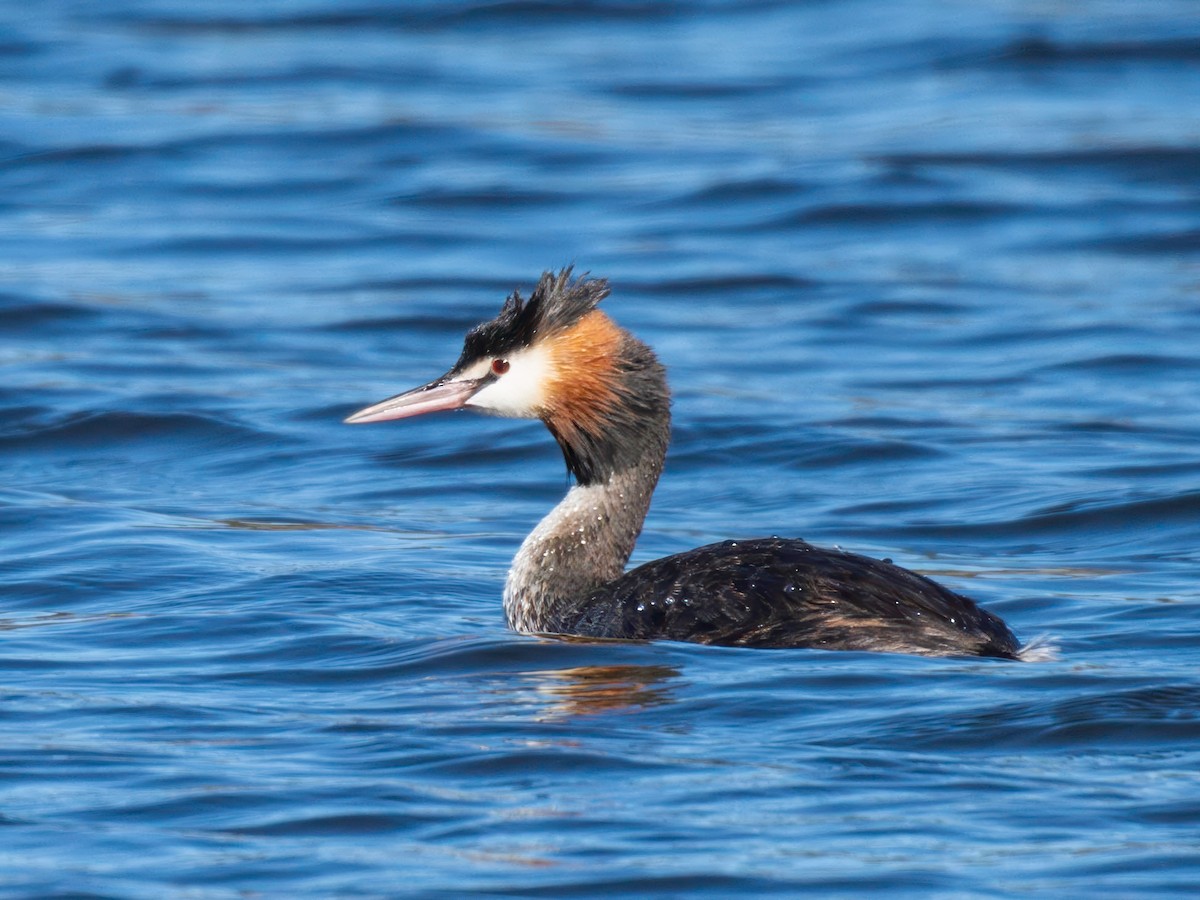 Great Crested Grebe - ML617461348