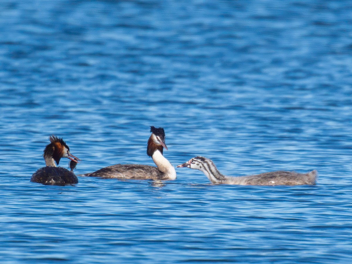 Great Crested Grebe - ML617461349