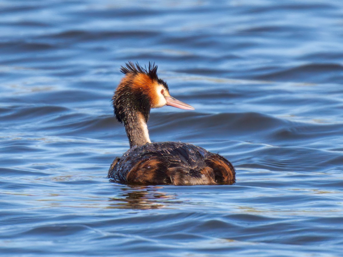 Great Crested Grebe - ML617461350