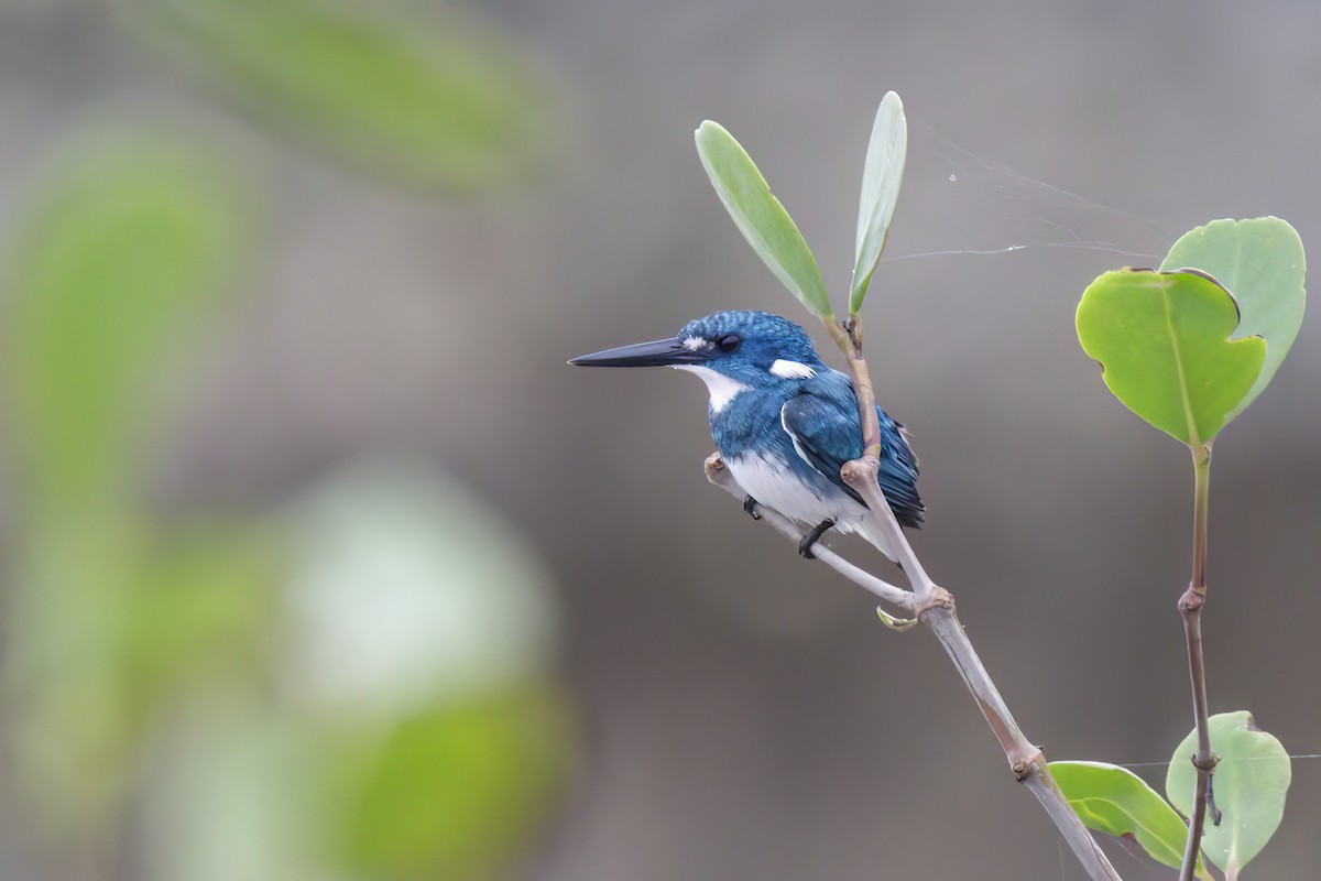 Small Blue Kingfisher - ML617461406