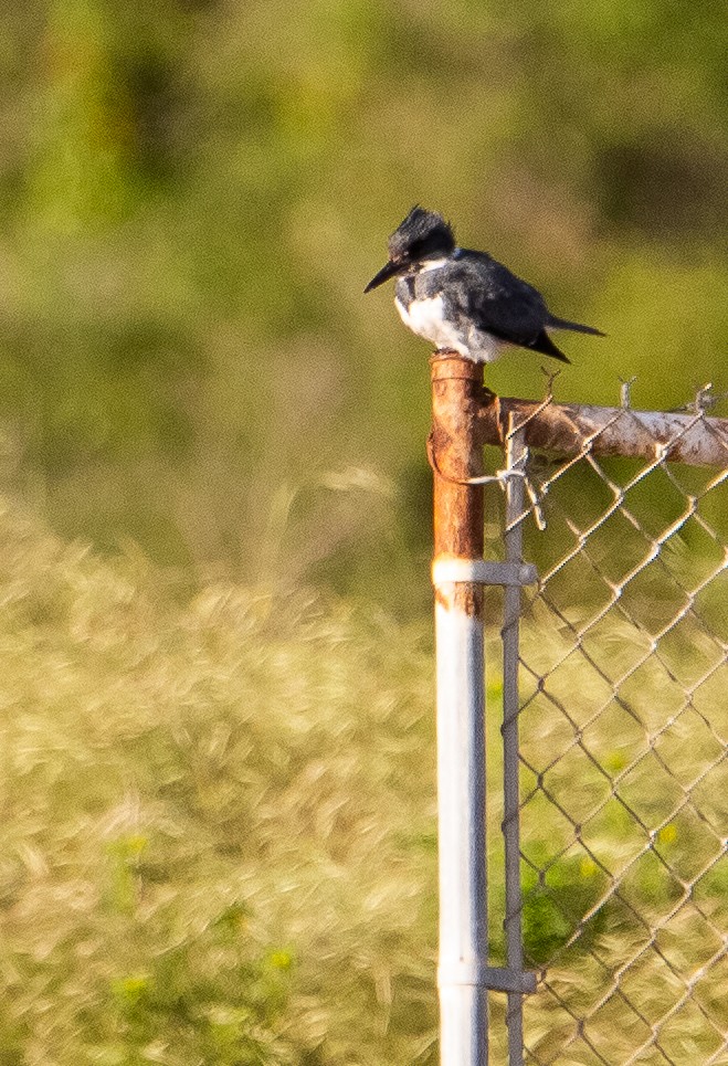 Belted Kingfisher - ML617461450